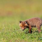 Kleiner, neugieriger Fuchs