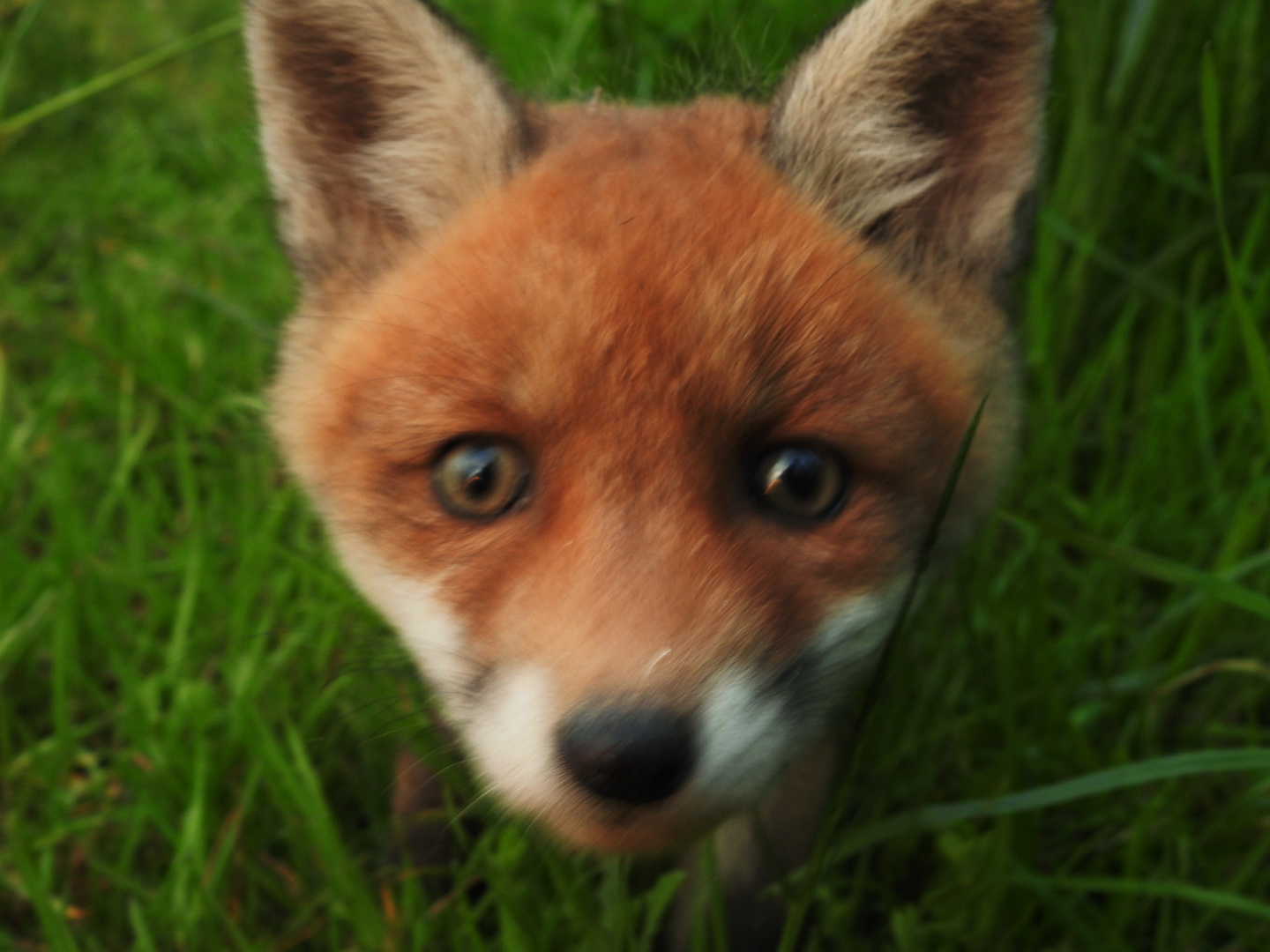 Kleiner neugieriger Fuchs