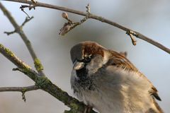 Kleiner neugieriger Spatz