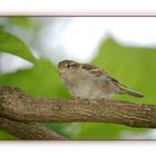 Kleiner neugieriger Spatz