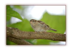 Kleiner neugieriger Spatz