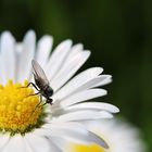 kleiner Objektivtest  im Garten