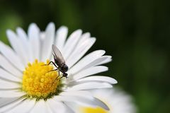 kleiner Objektivtest  im Garten