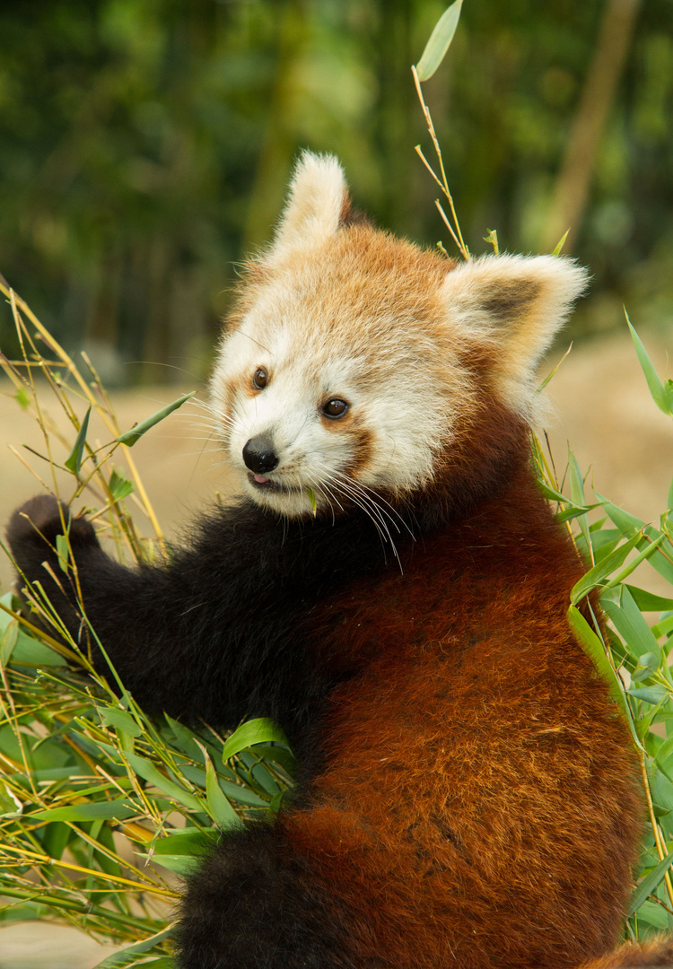 Kleiner oder Roter Panda - Red or Lesser Panda