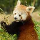 Kleiner oder Roter Panda - Red or Lesser Panda