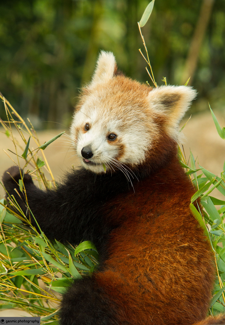 Kleiner oder Roter Panda - Red or Lesser Panda