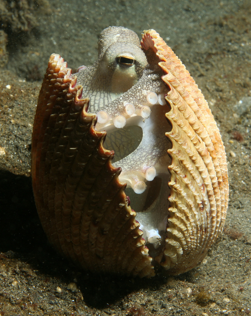 Kleiner Oktopus in Muschel