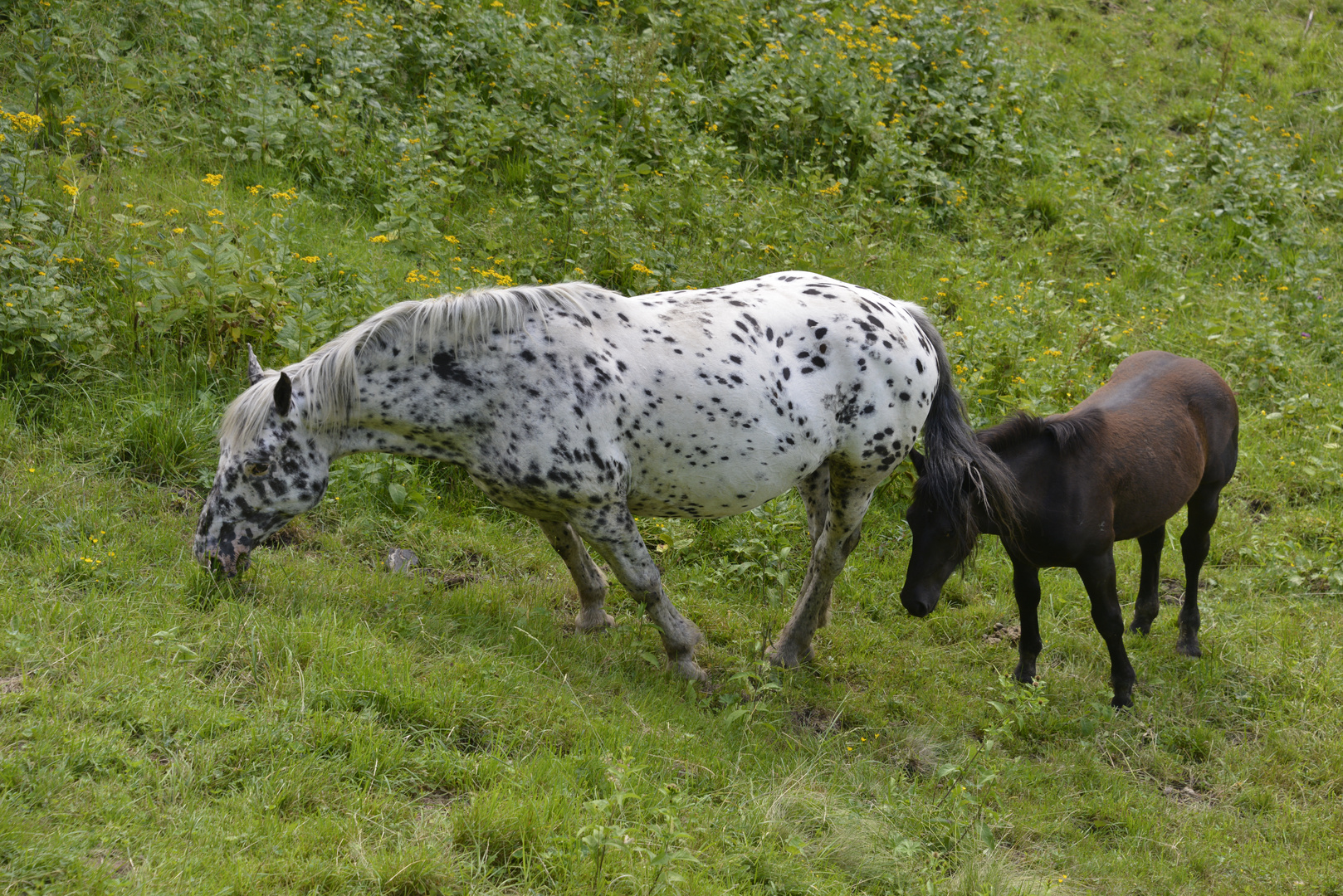 "Kleiner Onkel" im Kleinwalsertal