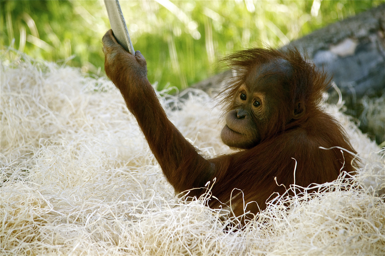 Kleiner Orang