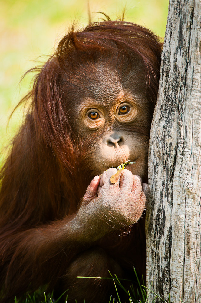 kleiner Orang-Utan