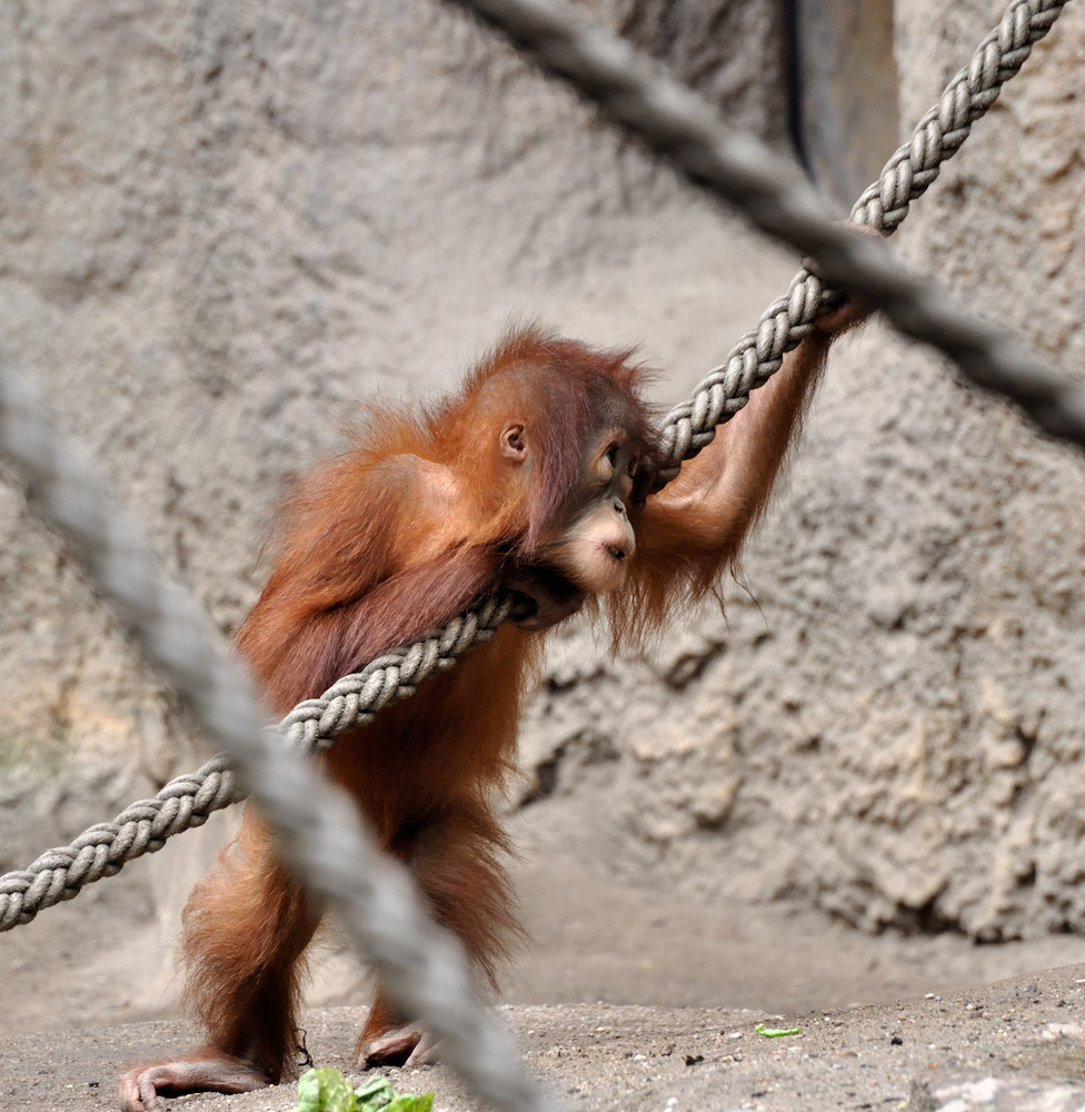 kleiner Orang Utan