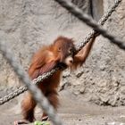 kleiner Orang Utan