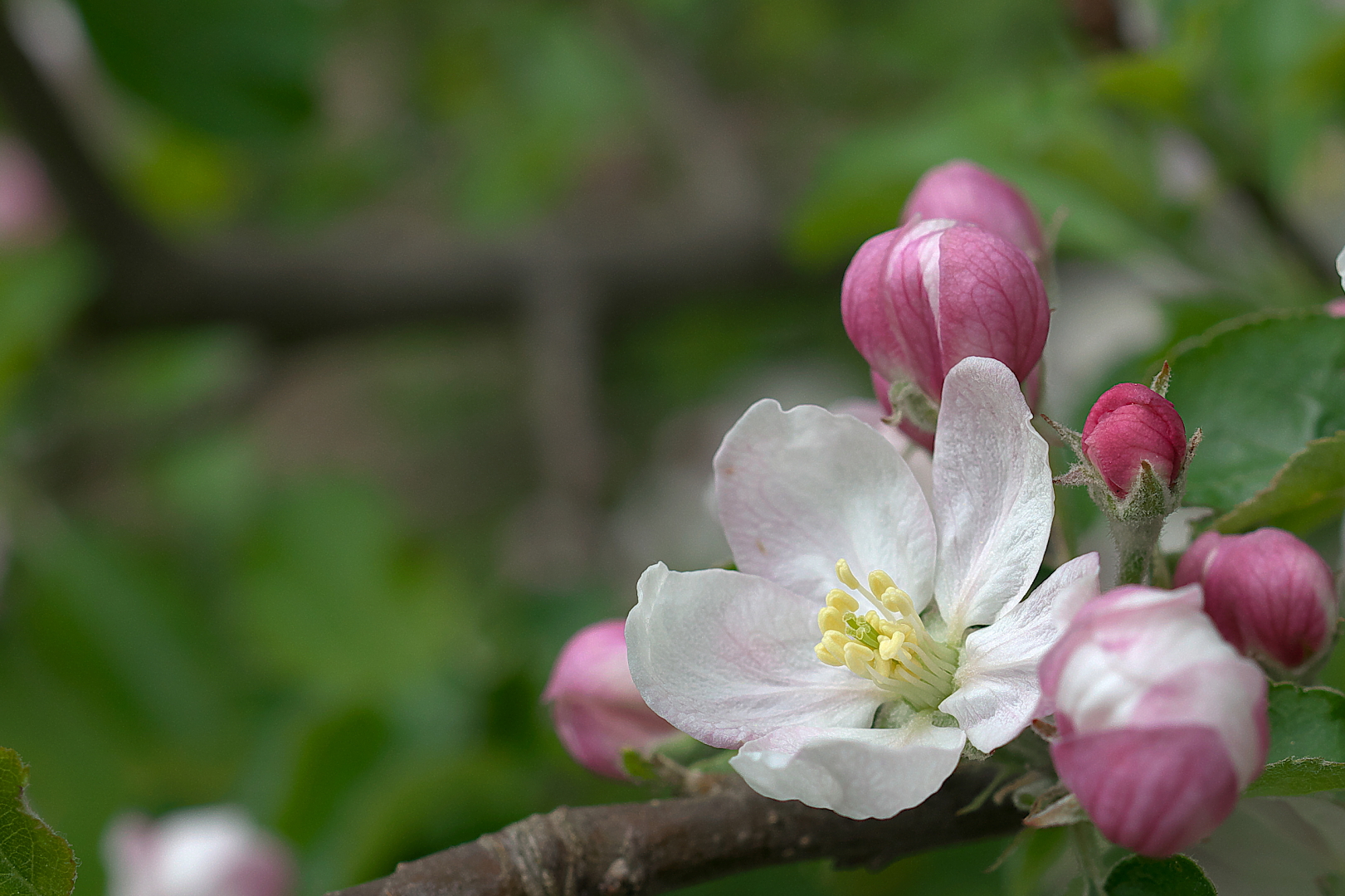 kleiner Ostergruß mit Apfelblüte