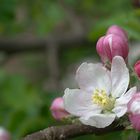 kleiner Ostergruß mit Apfelblüte