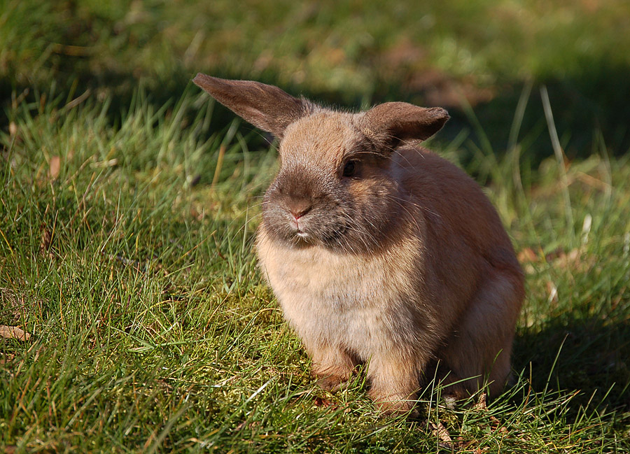 Kleiner Osterhase