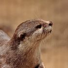 kleiner Otter