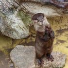 kleiner Otter :))