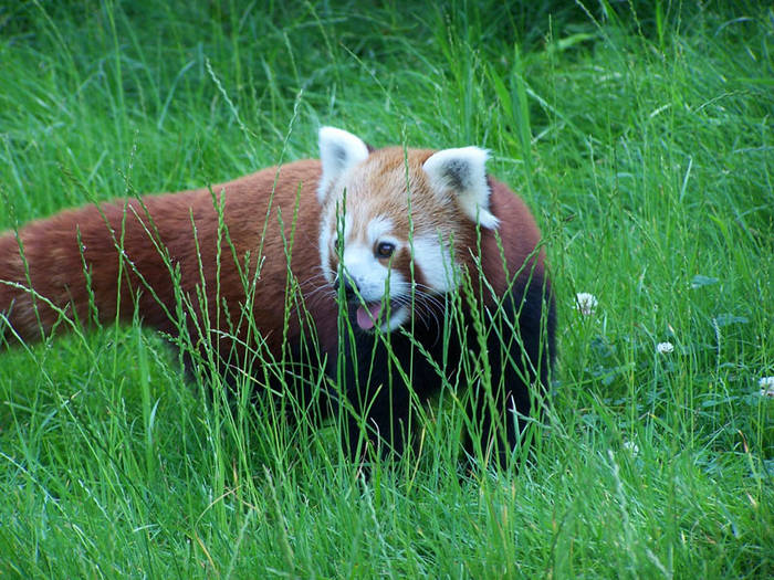 kleiner Panda