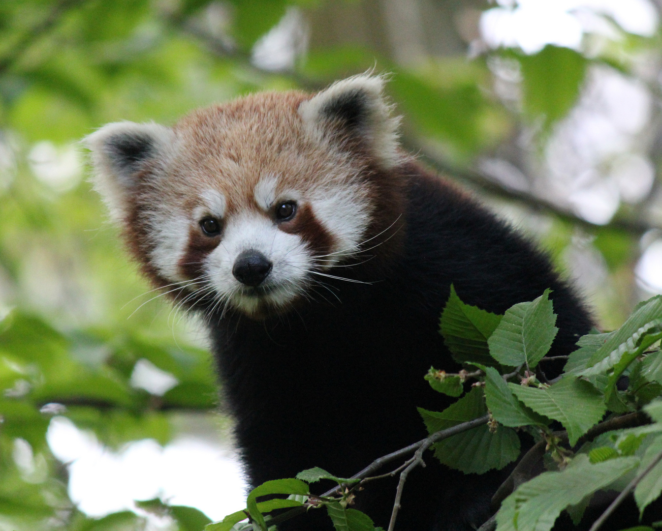 Kleiner Panda