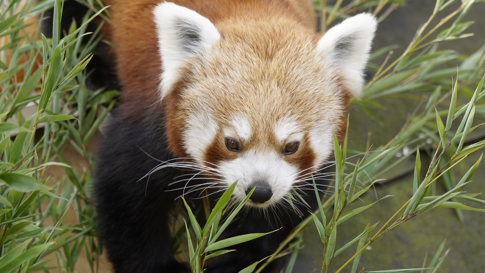 kleiner Panda