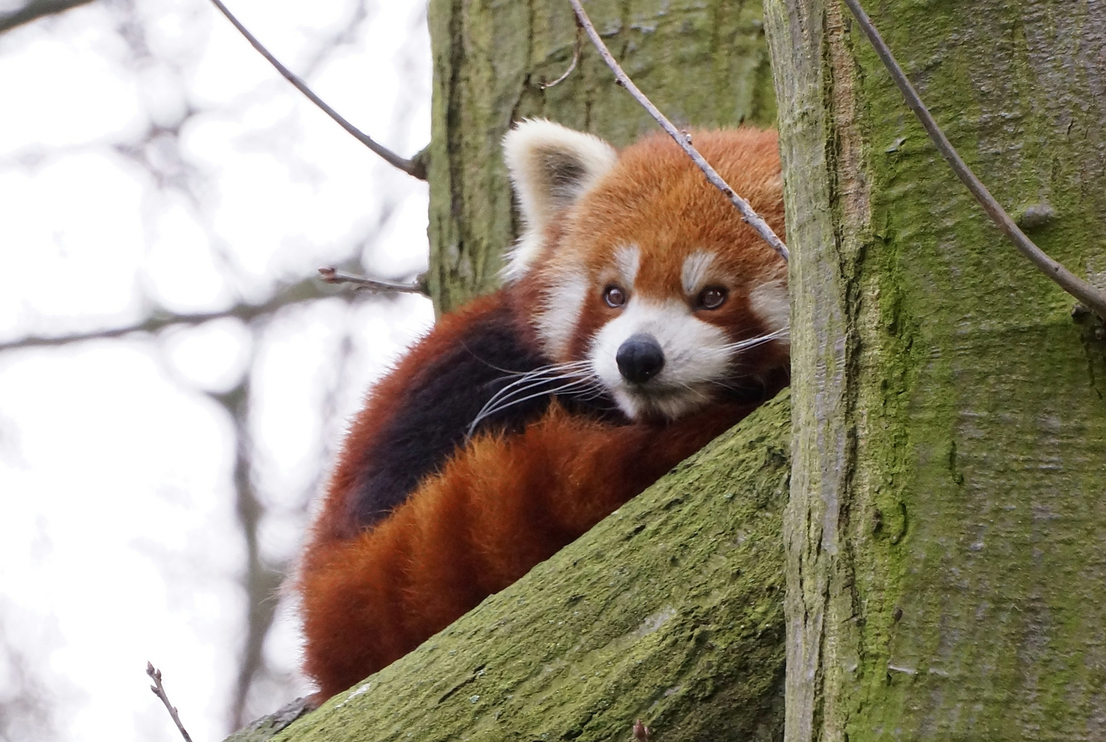 Kleiner Panda Foto & Bild | natur, zoo, tiere Bilder auf ...