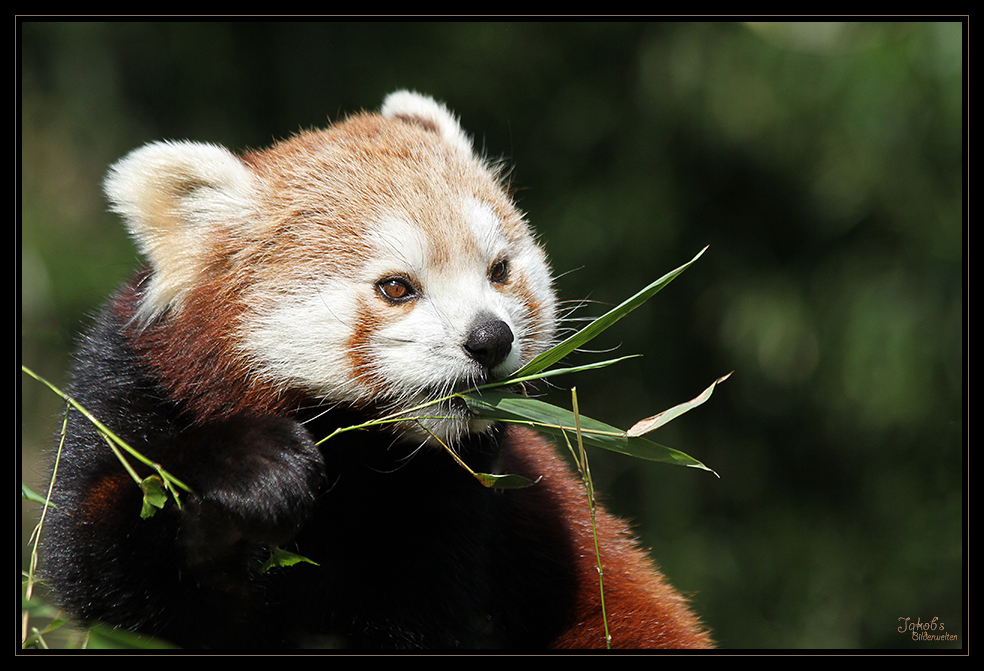 kleiner Panda