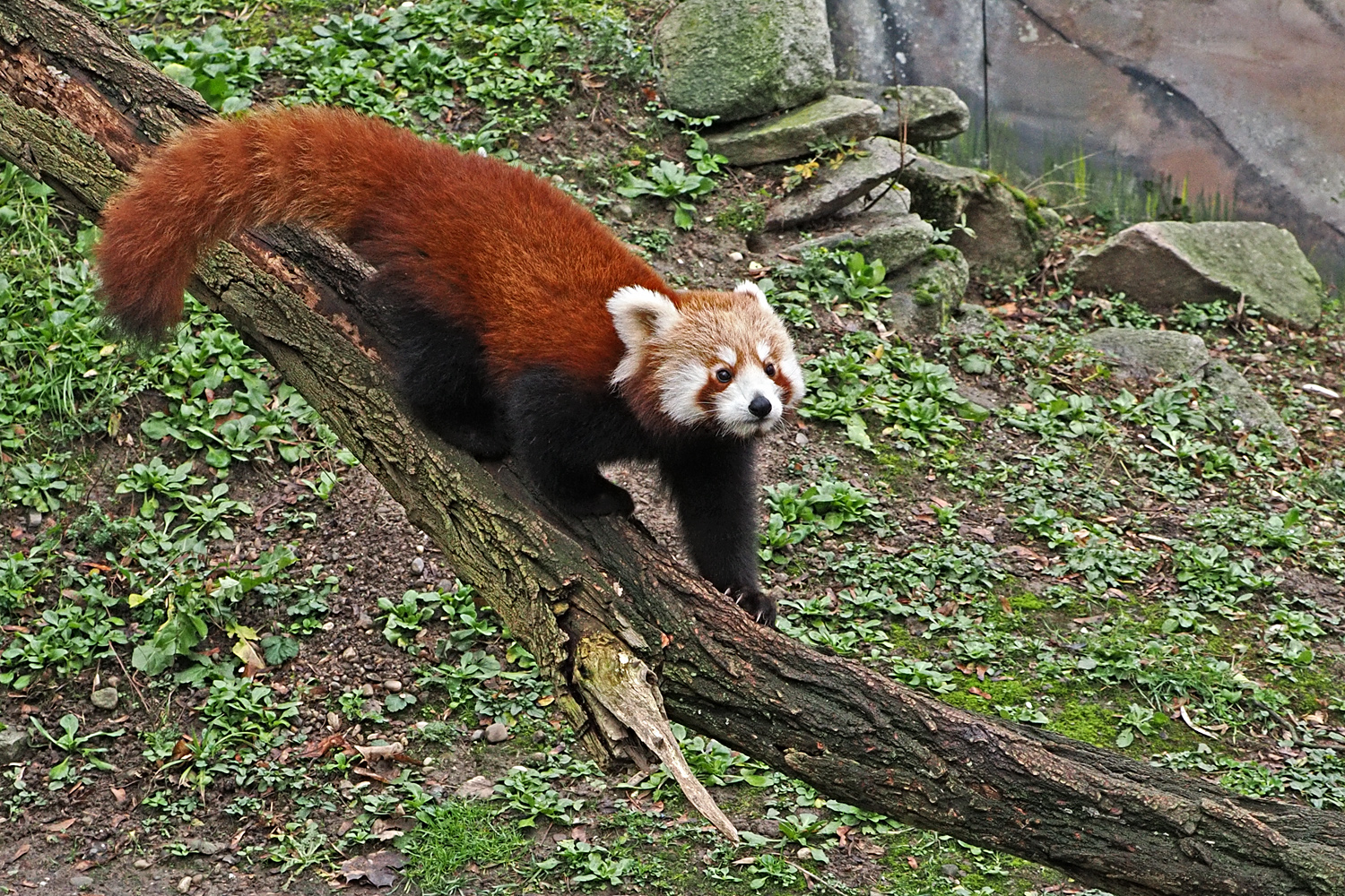 Kleiner Panda