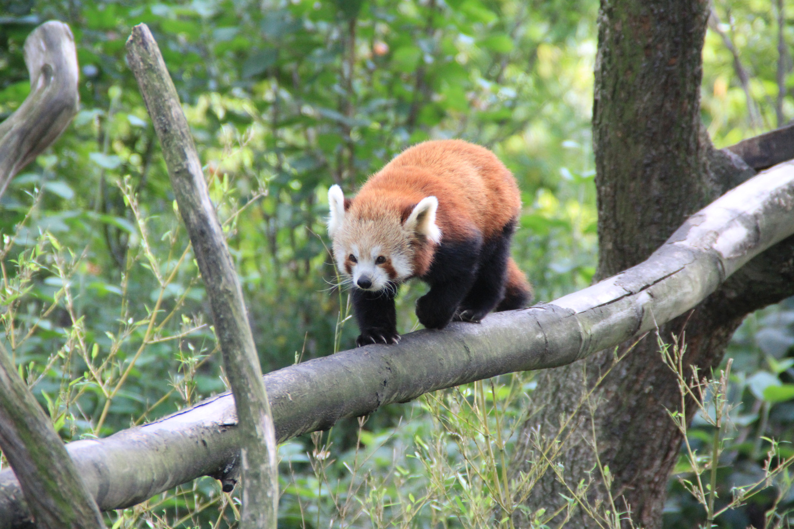 Kleiner Panda