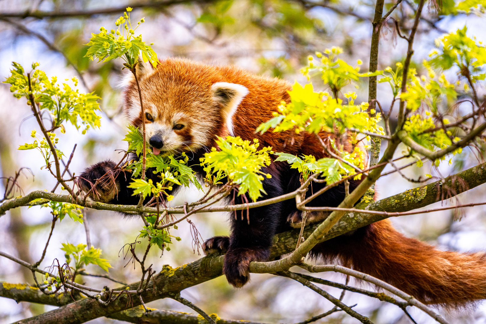 Kleiner Panda