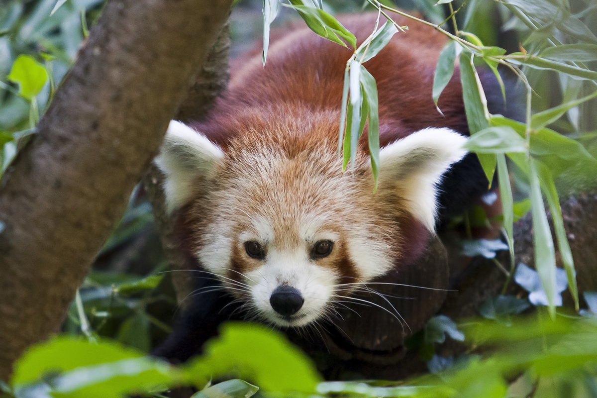 Kleiner Panda