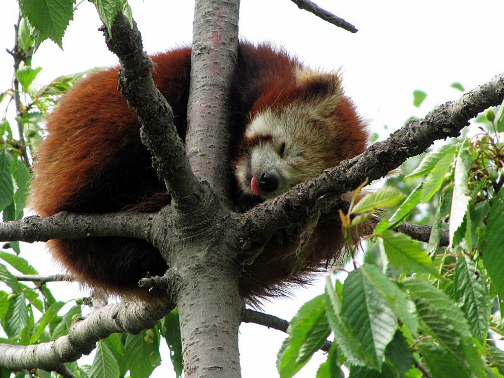 Kleiner Panda