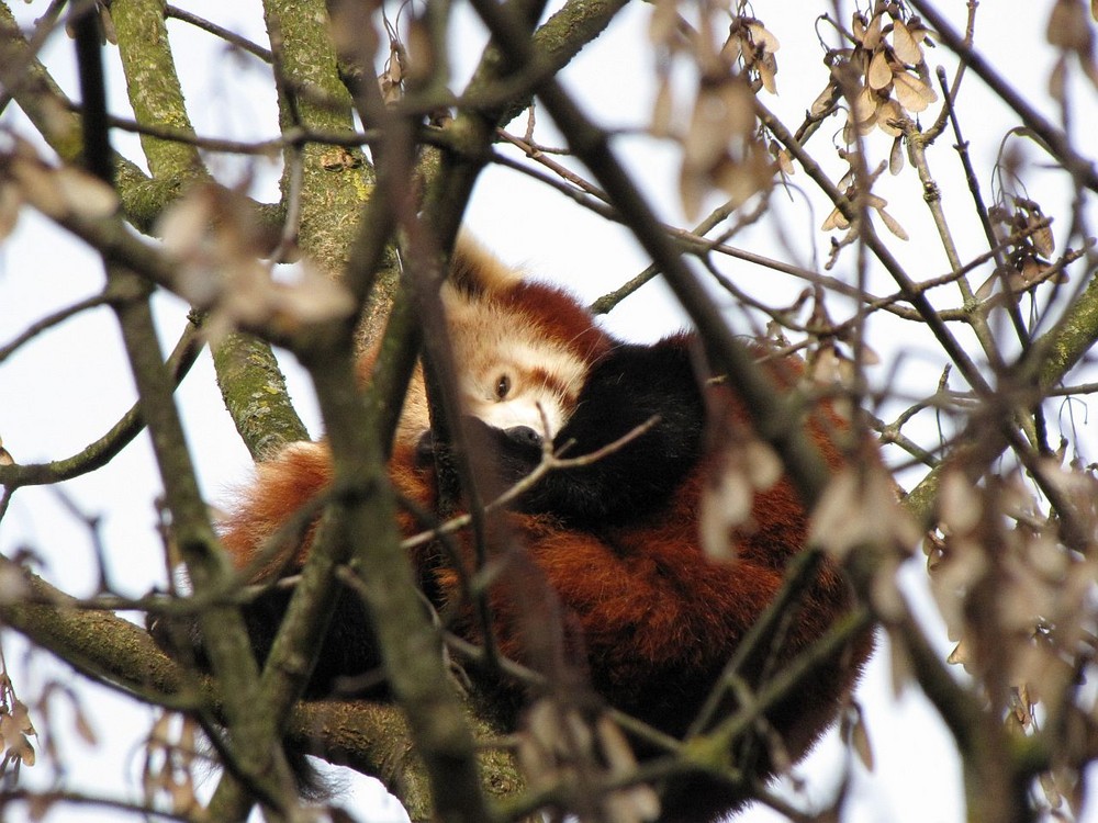 kleiner Panda