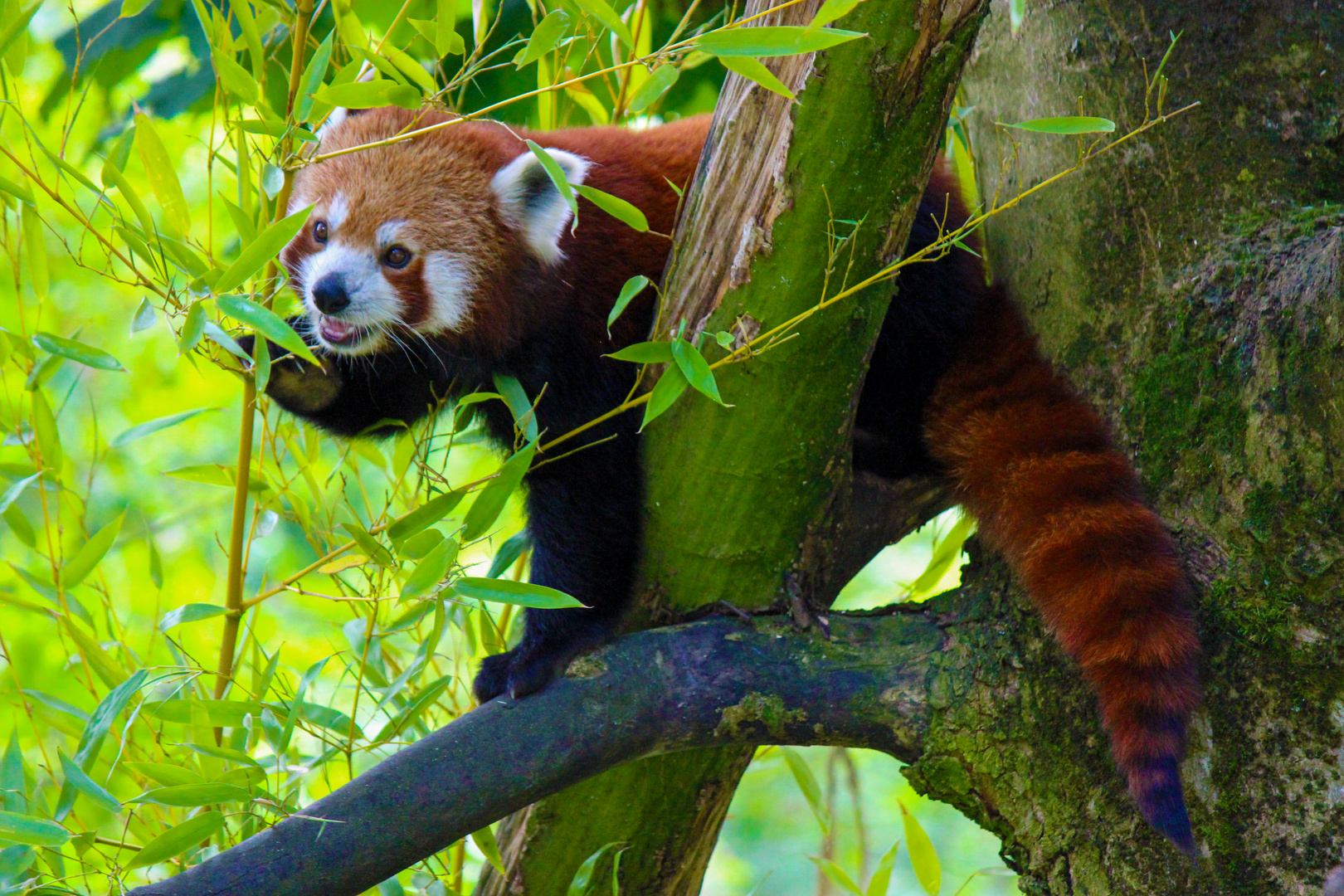 Kleiner Panda