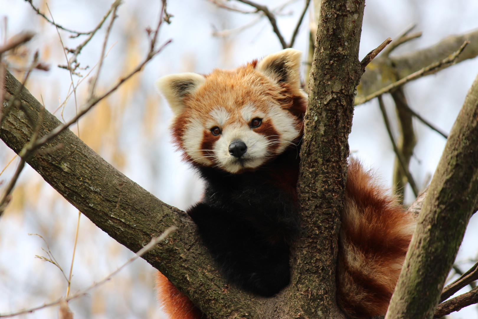 Kleiner Panda