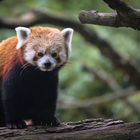 Kleiner Panda 