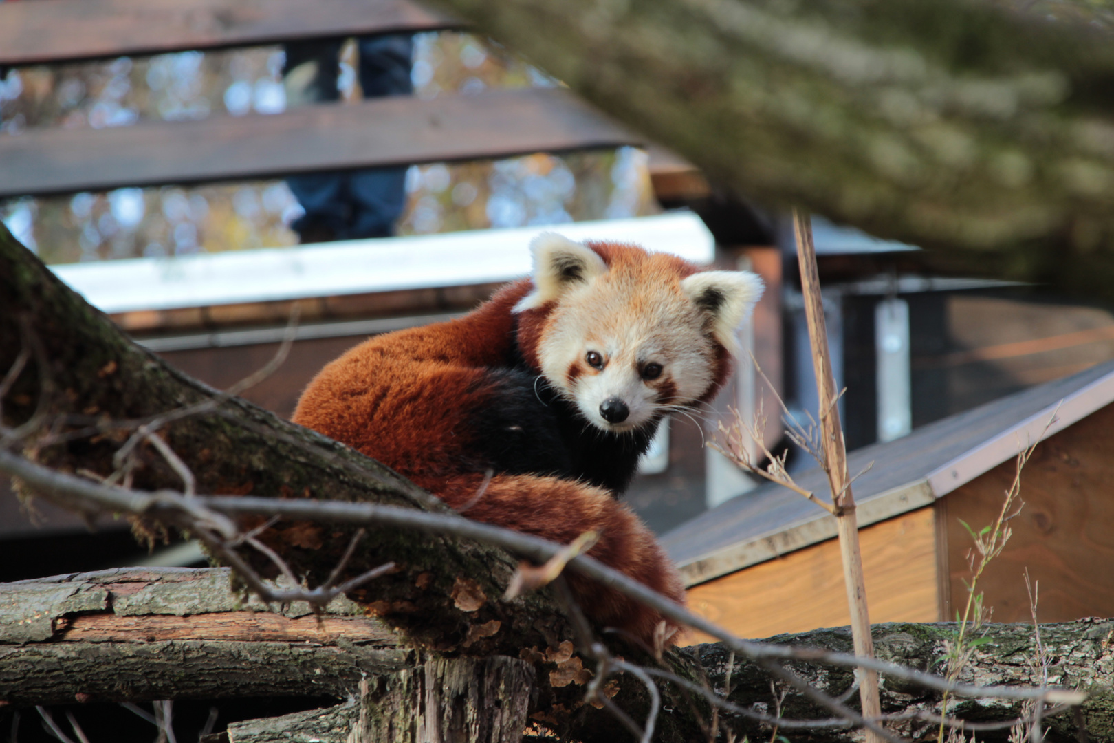 Kleiner Panda