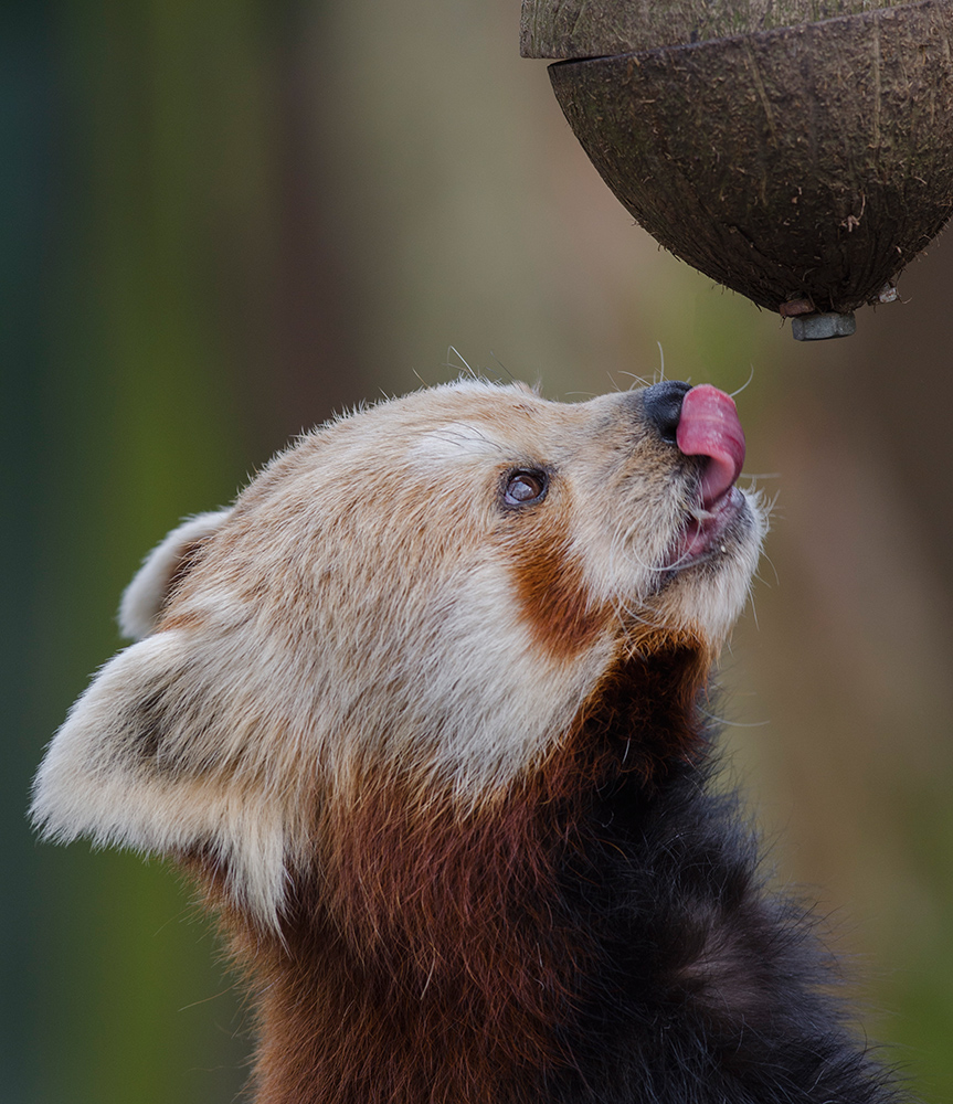 kleiner Panda