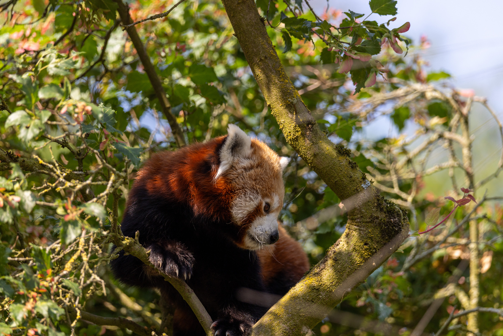 kleiner Panda