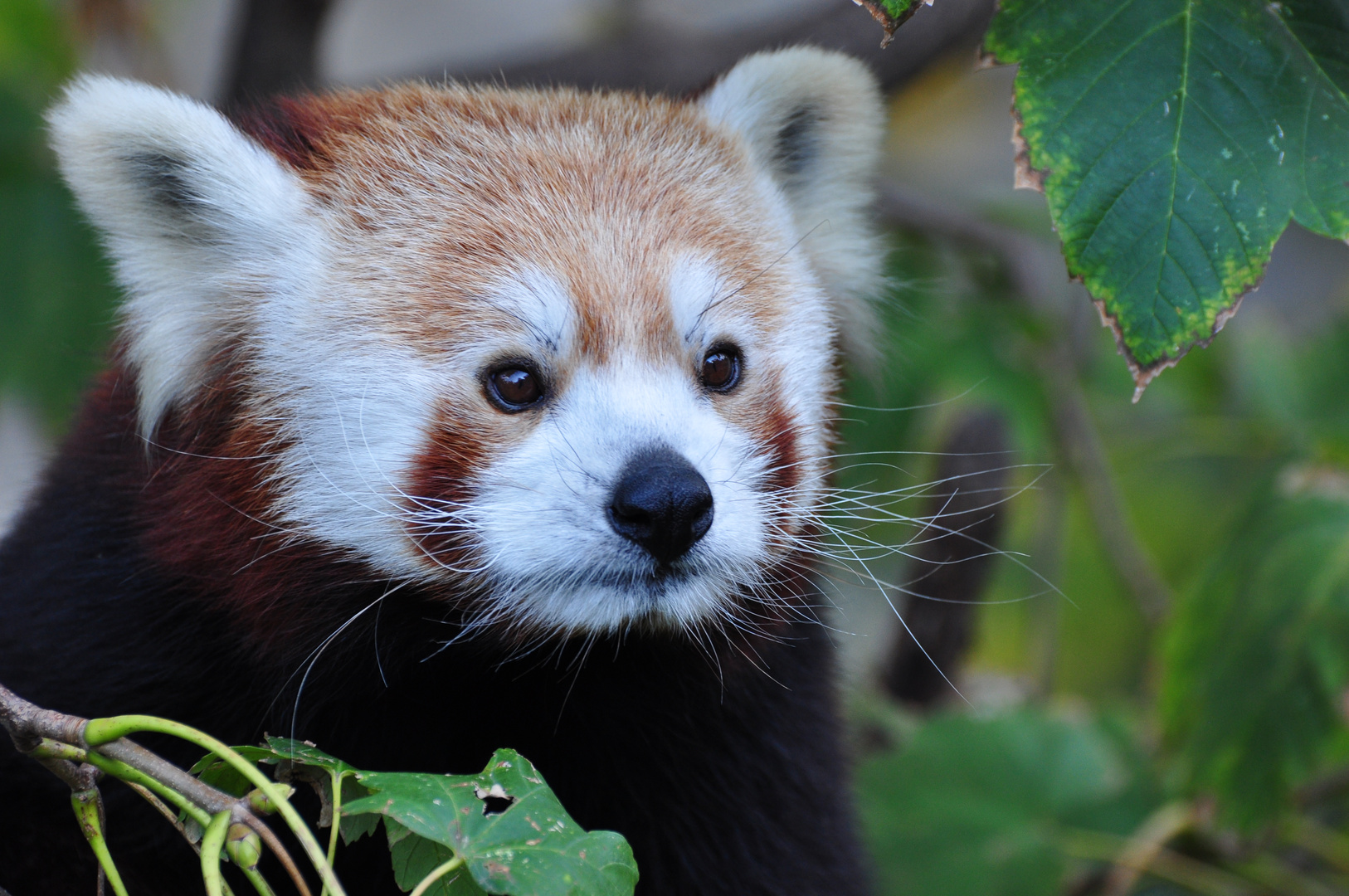 Kleiner Panda