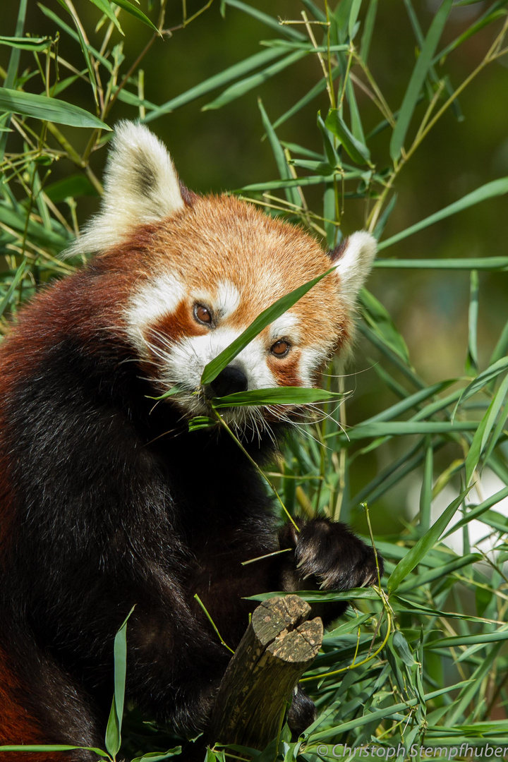 Kleiner Panda..