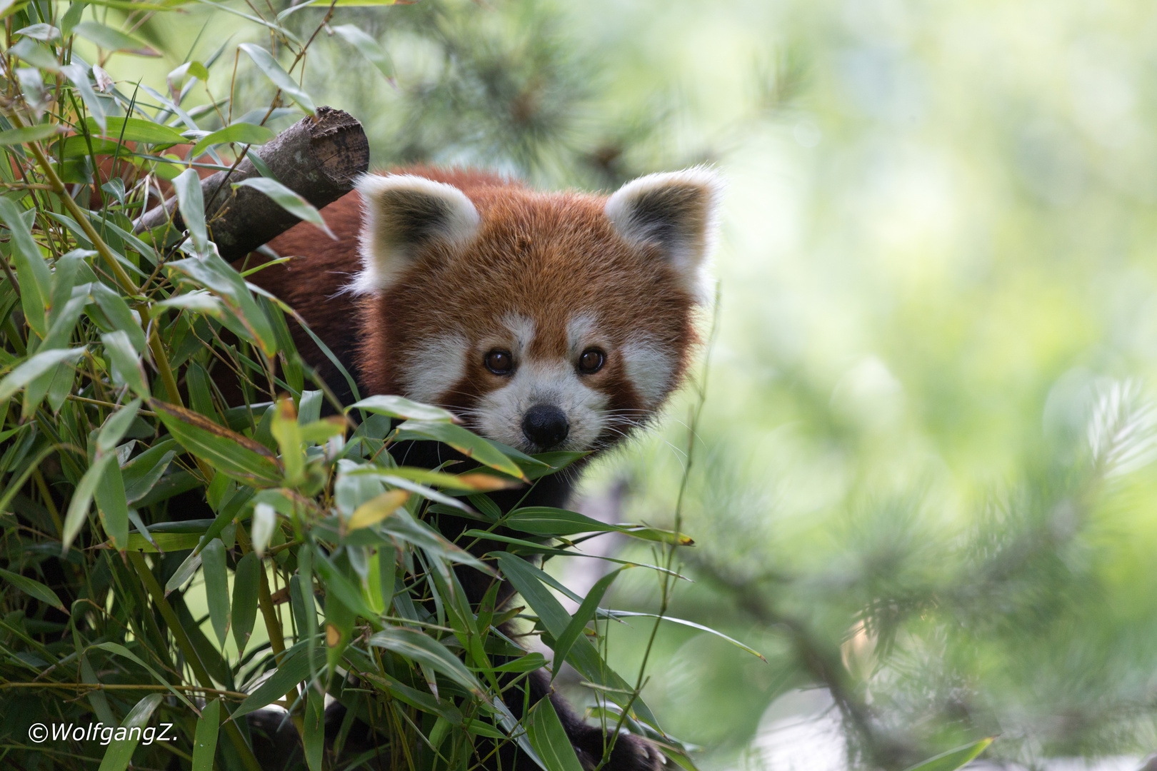 Kleiner Panda