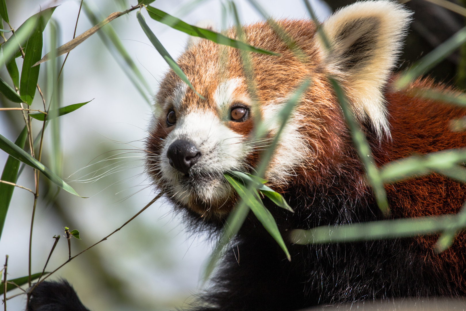 Kleiner Panda