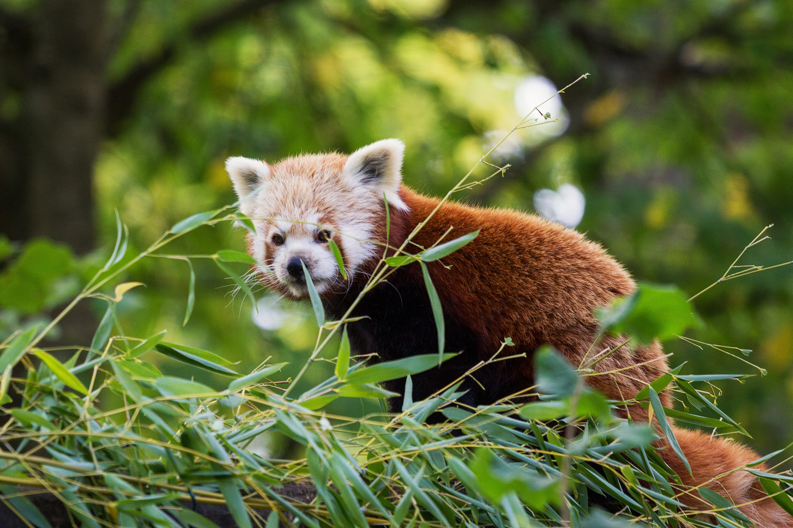 Kleiner Panda