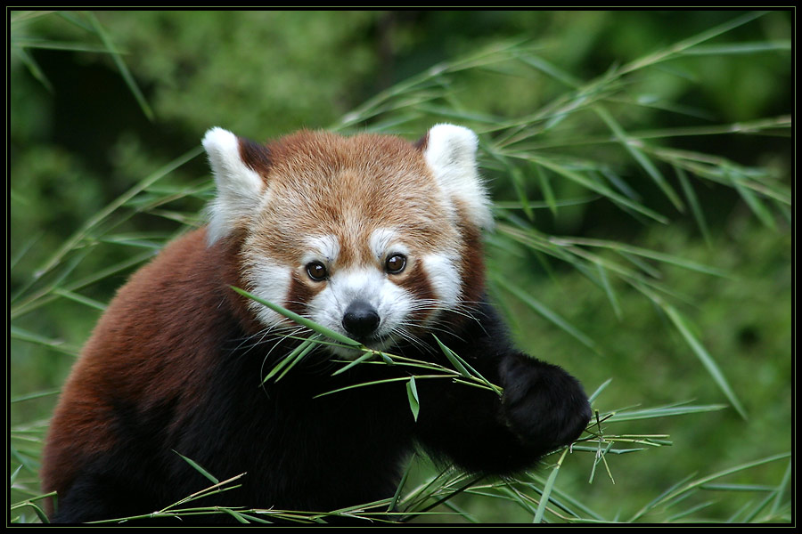 Kleiner Panda