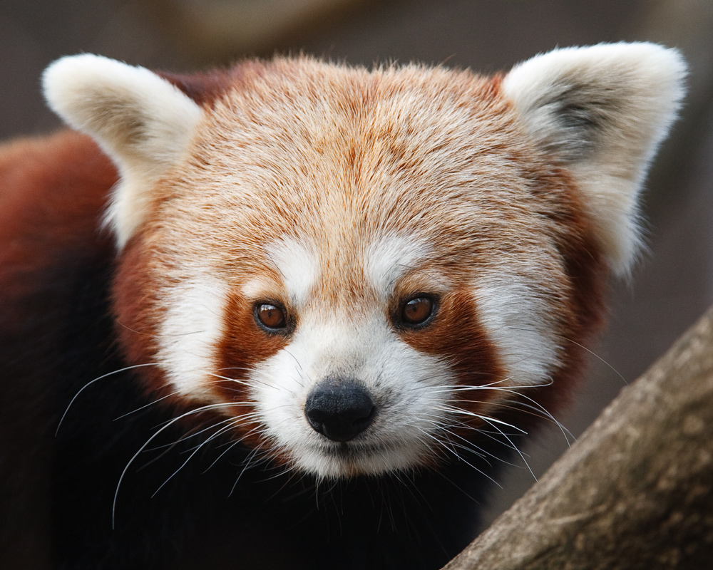 Kleiner Panda ...