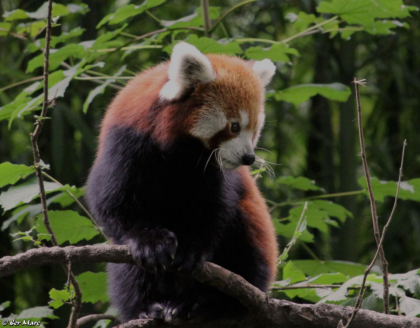 Kleiner Panda