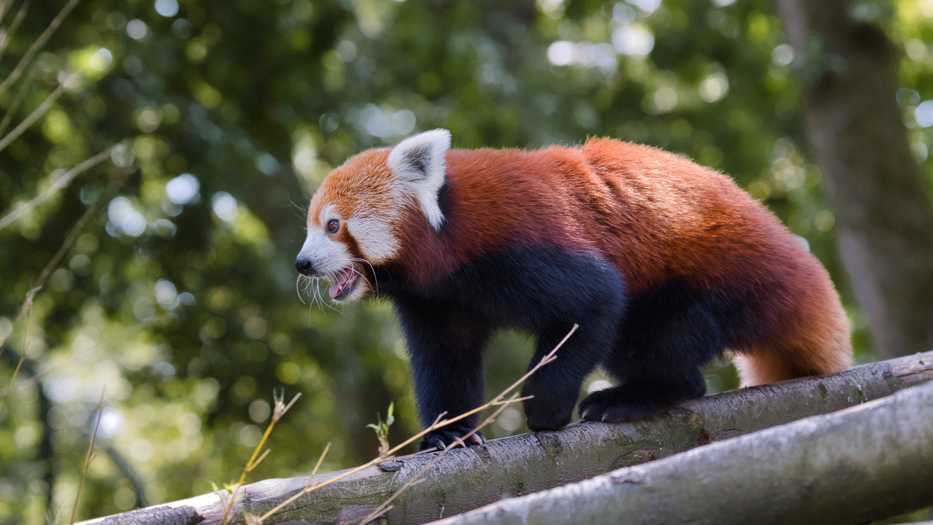 Kleiner Panda