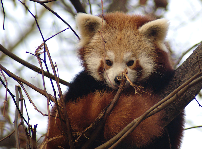 Kleiner Panda