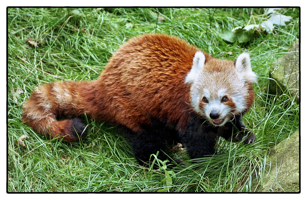 Kleiner Panda