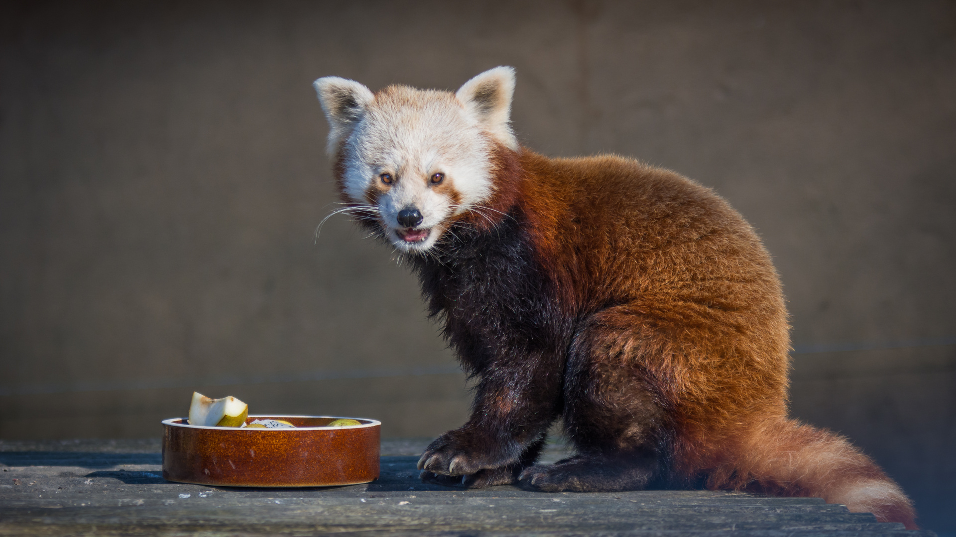 "Kleiner Panda"